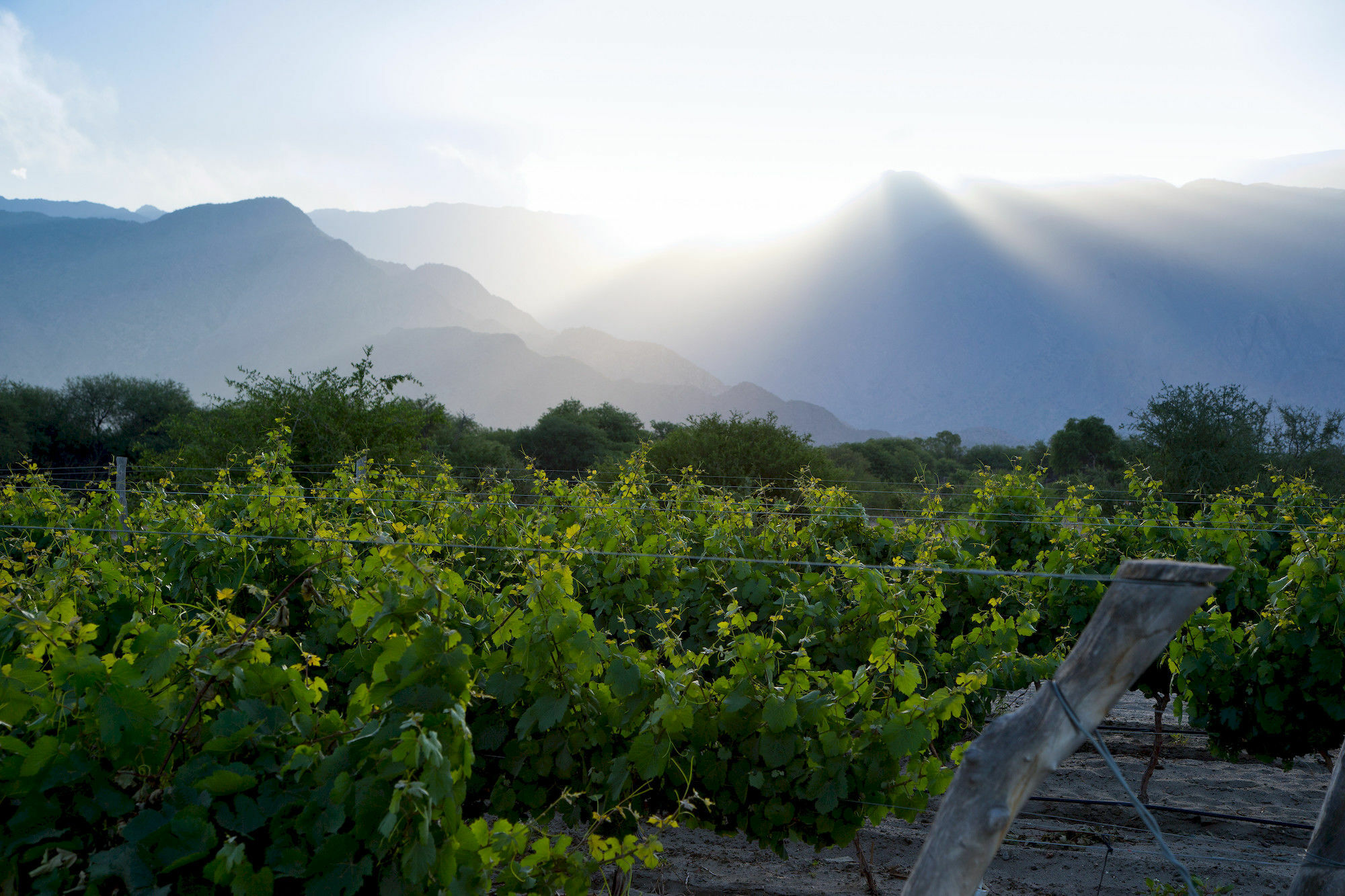 Grace Cafayate Hotel Luaran gambar Vineyards in the San Juan Province